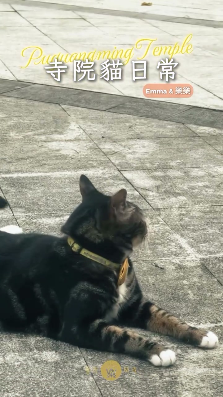 2026.04.24 寺院日常｜喵師兄巡寺