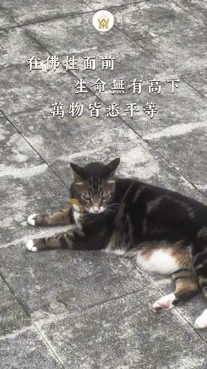 2026.07.26 寺院貓
