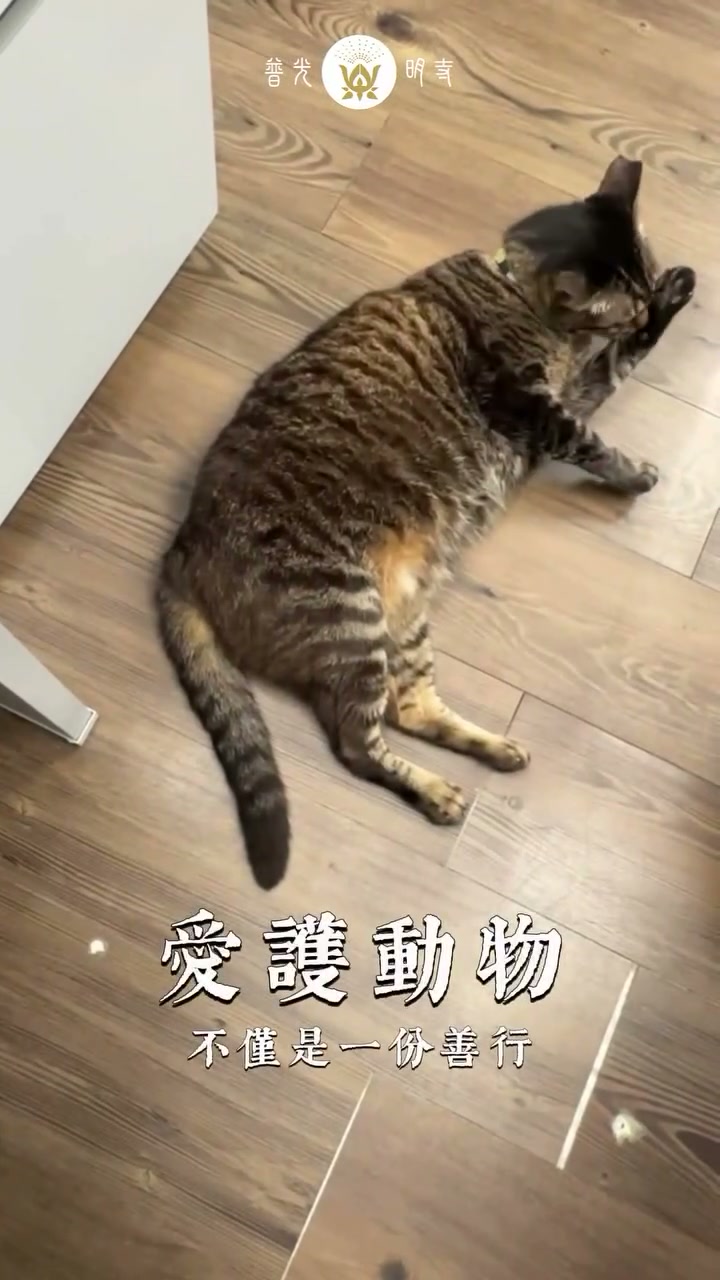 2026.07.26 寺院貓