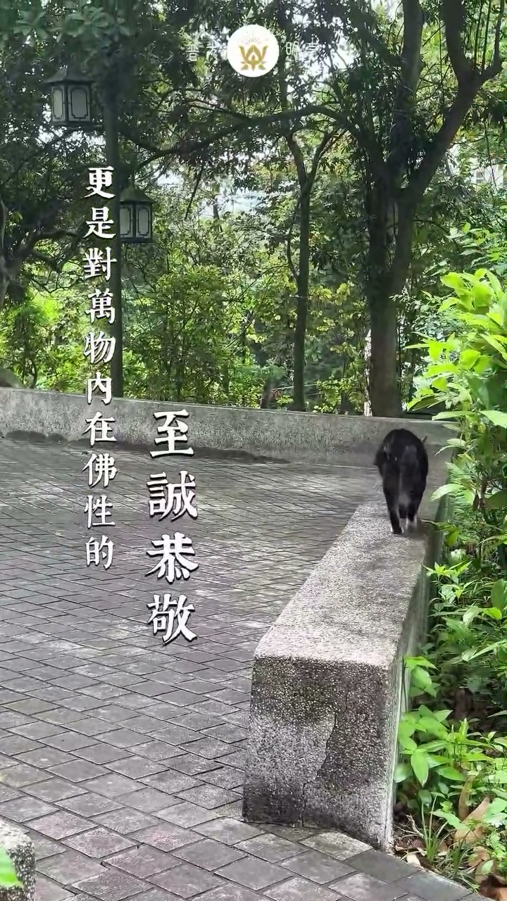 2026.07.26 寺院貓