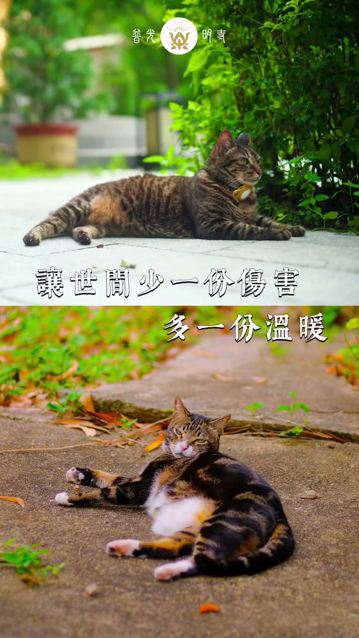 2026.07.26 寺院貓